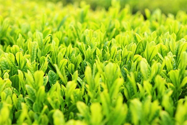 カリブマツの育て方と注意点：現地で学んだ5つのステップ