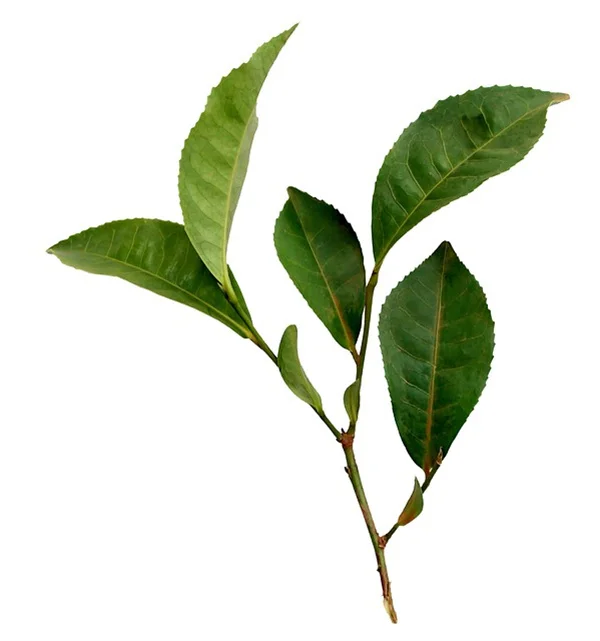 屋外植物壁をDIY！初心者でも失敗しない作り方