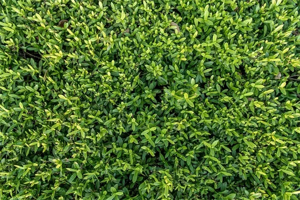 7月に植えるべき秋冬どり野菜ベスト8