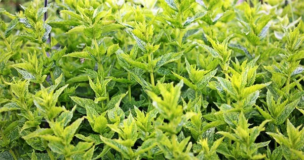 液体肥料の作り方：5つの簡単レシピで植物が元気に
