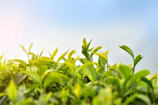 植物移植で失敗しない方法：成功率が上がる5つの秘訣